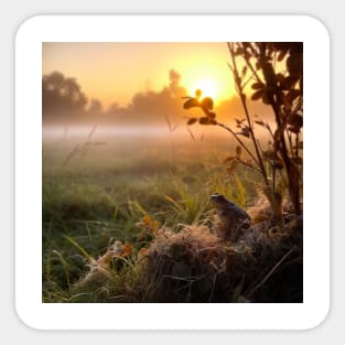 Sunrise over a green meadow fog rises in the summer and frog sitting on the front Sticker